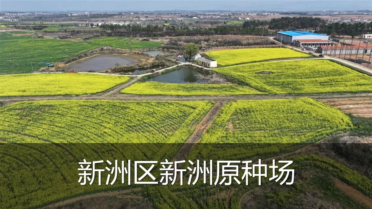 新洲区新洲原种场