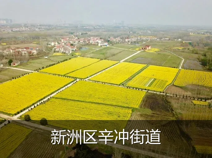 新洲区辛冲街道